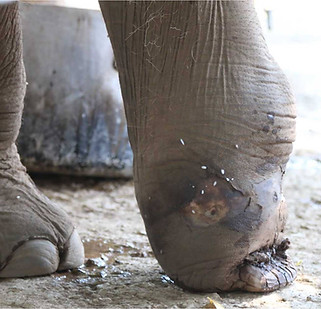The left fore leg of a young elephant bull after being trapped in a snare, showing several fistulas in a circle at the level of the subcutaneously embedded snare remnant. The toes of this elephants had been ripped off completely.
