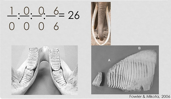 The dental formula of elephants includes 2 incisors (tusks) and 4x6 molar teeth.