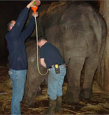 Administration of lukewarm water in the rectum of a sick Asian elephant calf (1 yt-old)