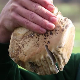 Extracted elephant molar tooth