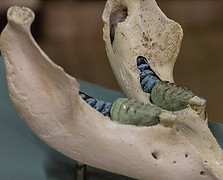 Elephant mandible
