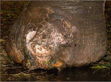 Nail abscess in Asian elephant