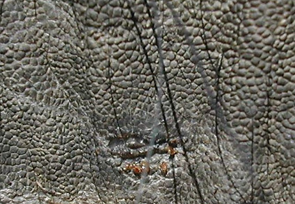 Small skin lesion caused by ticks (Amblyomma tholloni) (Photo: KU Mar)