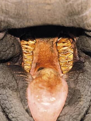 elephant molars and tusks