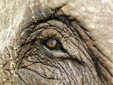 Blepharitis in an Asian elephant. (Photo: KUMar)
