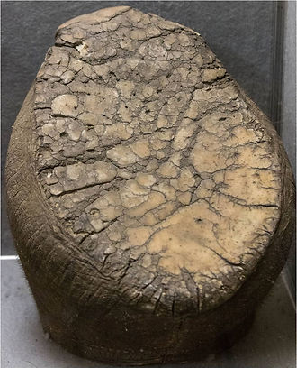 Normal sole preparation of a free-ranging African elephant (Kruger National Park, South Africa)