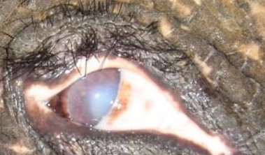 Cornea edema in an Asian elephant. (Photo: KUMar)