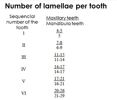 Lamellae per elephant molar tooth