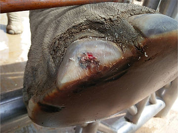 First step in pedicure: making the horn on each side of the lesion thinner and removing necrotic tissues.