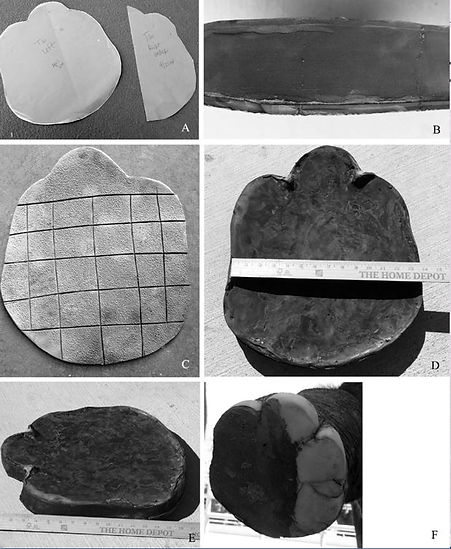 These photos show how to make a glue-on pads for an elephant with abnormal posture.