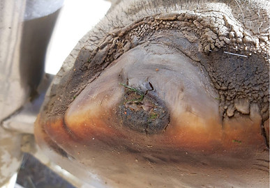 Pododermatitis in the nail of an African elephant. Note the excessive wear of the sole and the large defect of the cuticle.