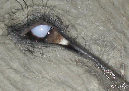 Severe keratitis with protrusion of the third eyelid in an Asian elephant. This could be an expression of pain, in which case iris involvement should be considered. (Photo: KUMar)