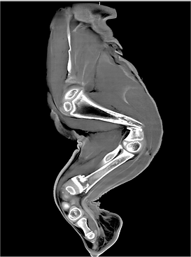As demonstrated by the CT-scans on these photos, the demineralisation of the growing bones will lead to pathological fractures: one fracture in the distal humerus and one fracture in the distal radius. (Photos of the CT-scans were kindly provided by the Leibniz Institute for Zoo- and Wildlife Research).
