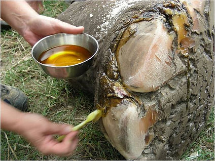 Applying oil on the cuticles will make them softer and may resolve the problem of cuticle overgrowth in most situations.