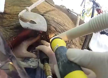 View of the operation field during shortening of a prolonged molar tooth in an African elephant