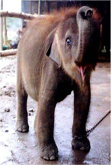 Asian elephant calf with a distinct swelling in the left elbow region. Note the abnormal posture of the left front leg due to metabolic bone disease