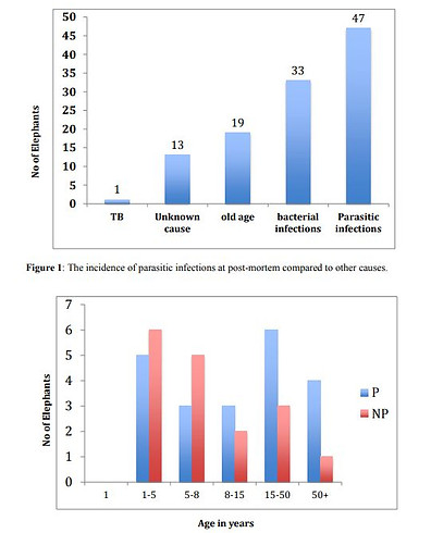 Comparisson of Parabronema positive with other parasite infections (Fasciola, Anoplocephala, Bathmostomum) at post-mortem (Perera 2018)