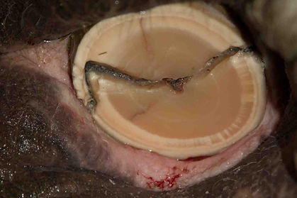 Freshly shortened tusk of an Asian elephant as part of a tusk fracture repair procedure. Note the large, deep crack that needs to be cleaned out completely before the defect can be filled.