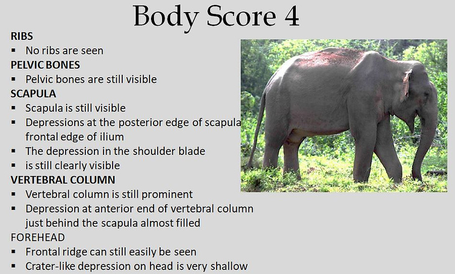 Body score 4