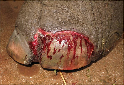 Traumatic onychia in an Asian elephant.