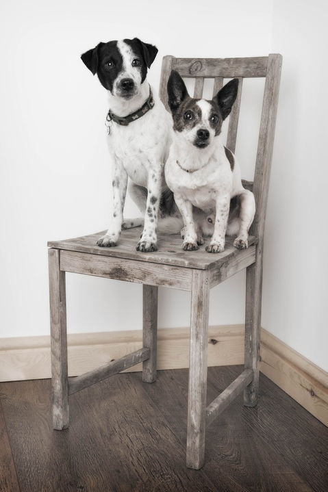 Animal Photography 14.jpg