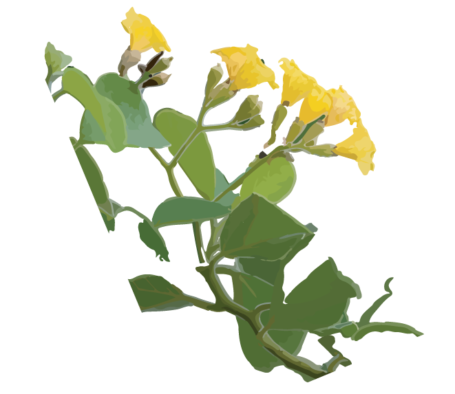 galapagos elements-04.png