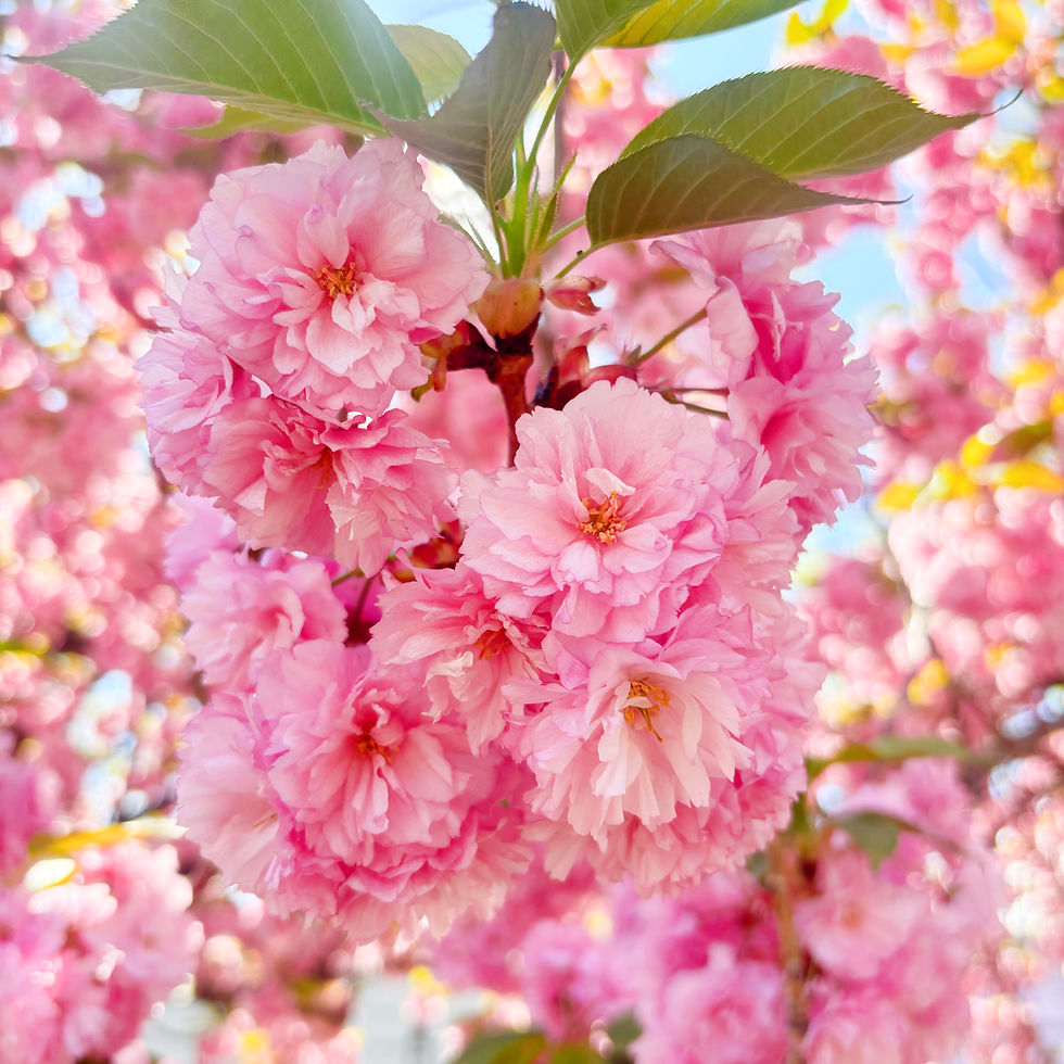 The Importance of Remembering