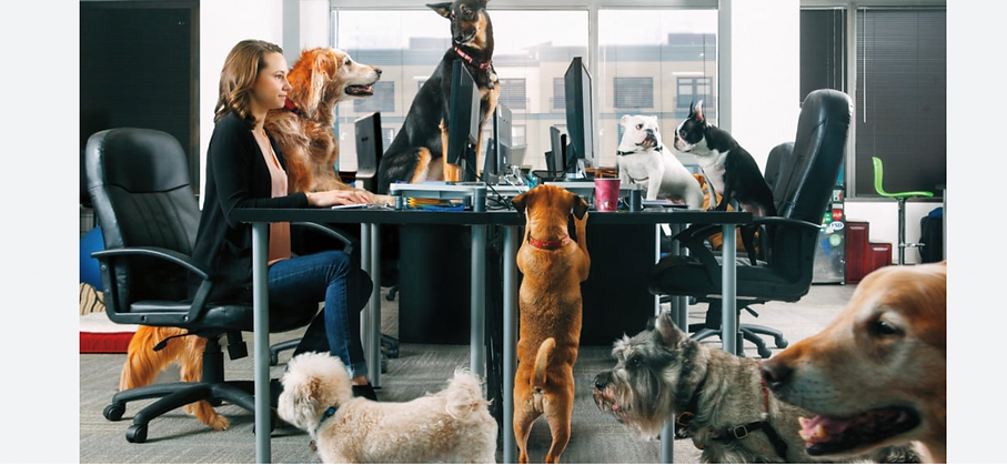 Dogs answering frequently asked questions
