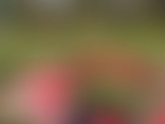 🌷 Maandbrief mei 2025 🌷