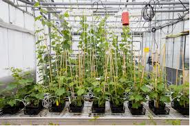 Plateforme phytotypage