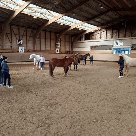Initiation à l’équitation éthologique