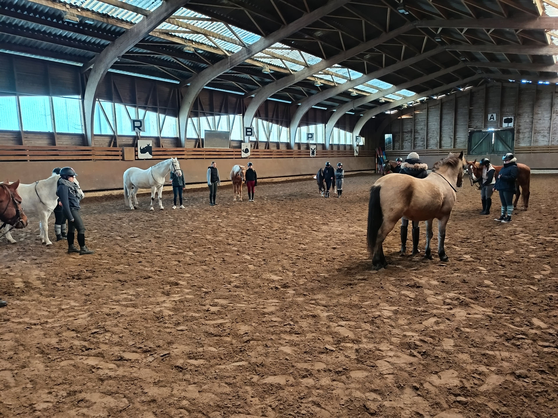 Travail à pied équitation Blandine Nicot