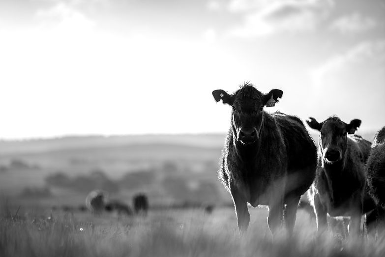 AdobeStock_451815210_edited.jpg
