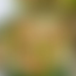 Pt 5. Prawn Lettuce Wraps🍤🥬💓