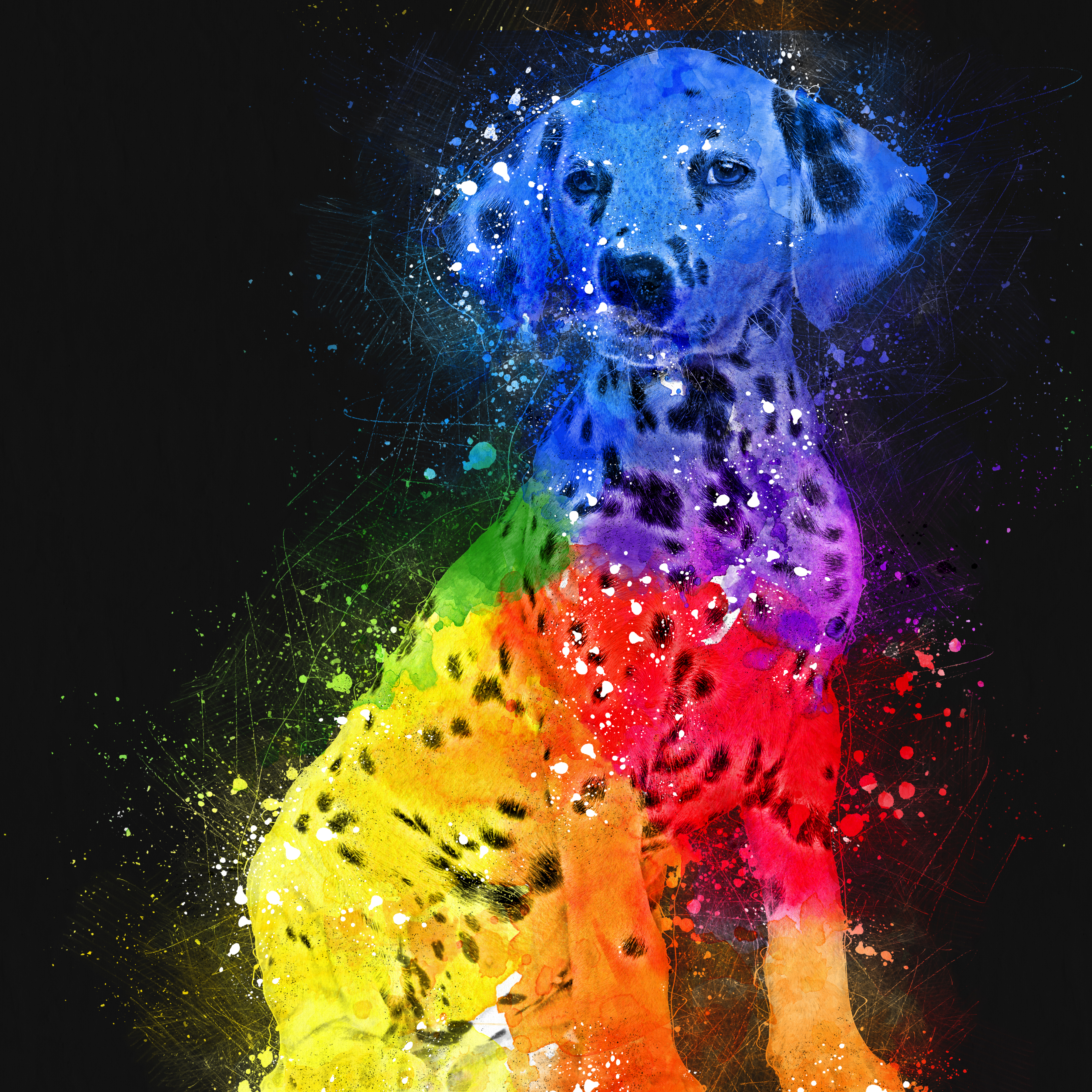 dalmation3