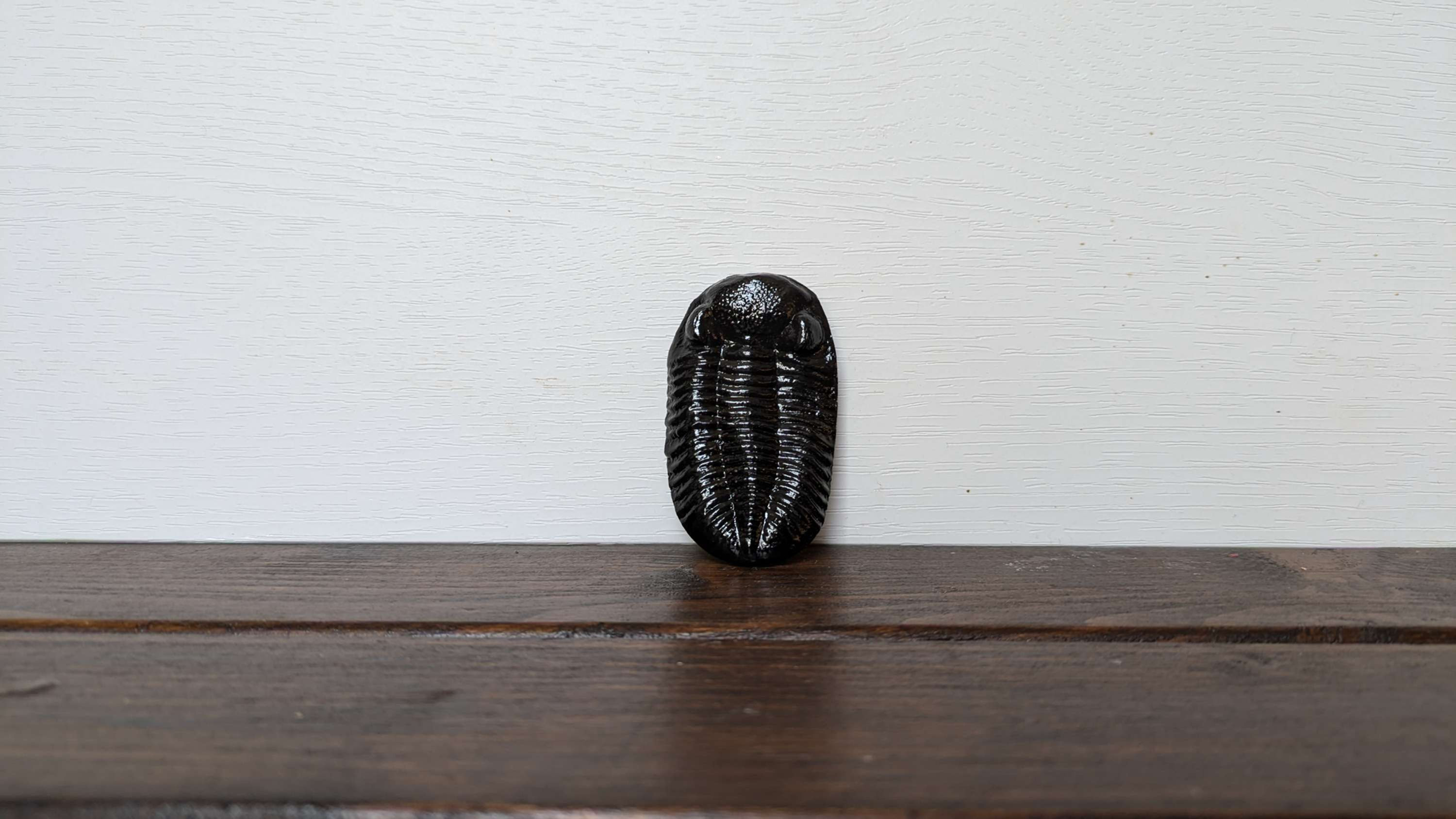 Phacops Trilobite Replica