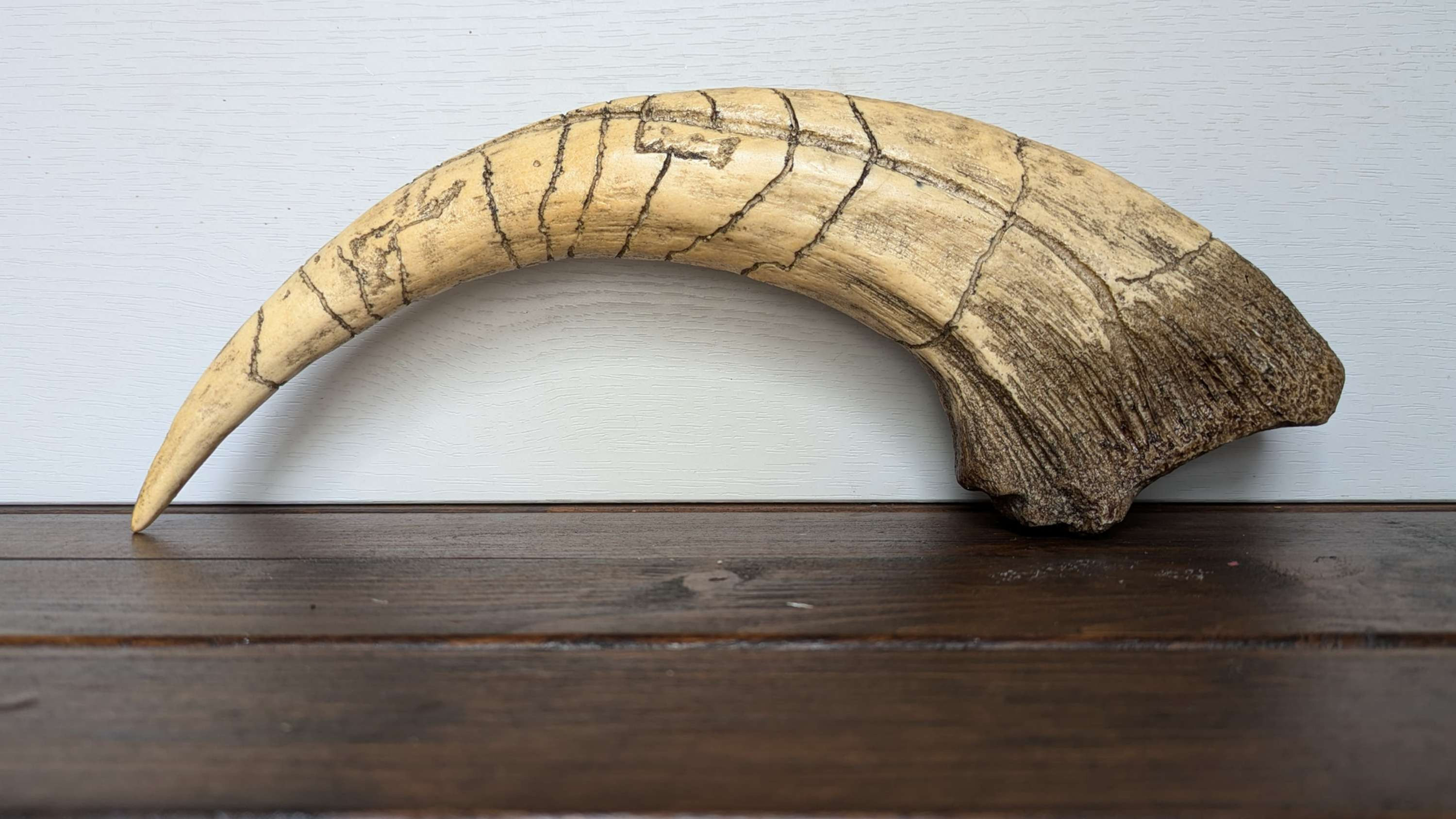 Megaraptor Hand Claw Replica