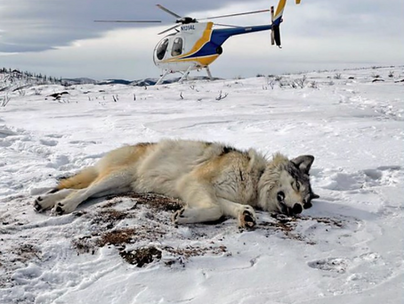 멸종위기 늑대 3마리 죽은채 발견, 제보하면 5만달러 제공