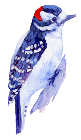 Downy Woodpecker