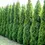 Thumbnail: Green Giant Arborvitae - 3-4 Feet (2 Pack)