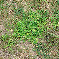 crabgrass-lawn-patch-f8a1886e-fca09c5ac54246879a3bd21f14ccd6ef.jpg