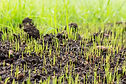 overseeding-custom-lawn-kansas-city.jpg