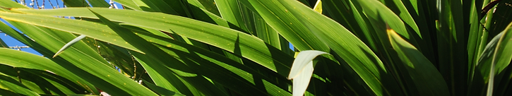Cordyline australis.png