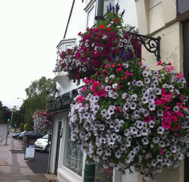 Order your Summer Hanging Baskets