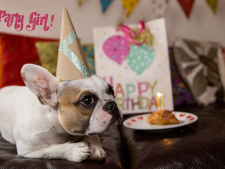 TINA'S BIRTHDAY <3 today our little dog is turning 2!!!