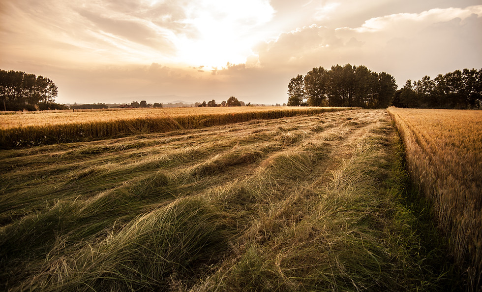 paese campo