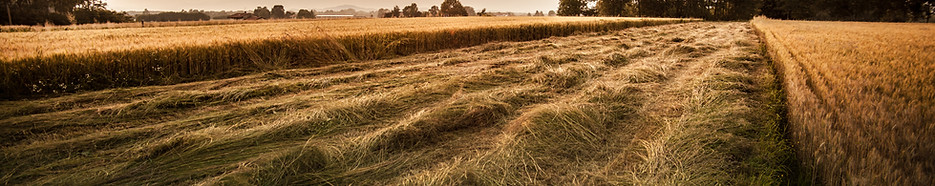Country Field