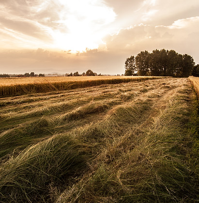 Country Field