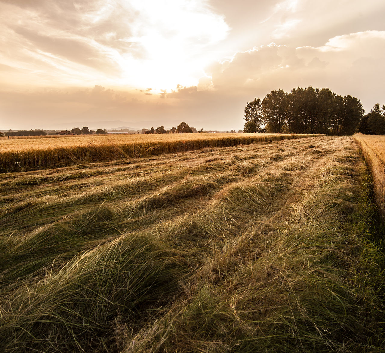 Land Feld