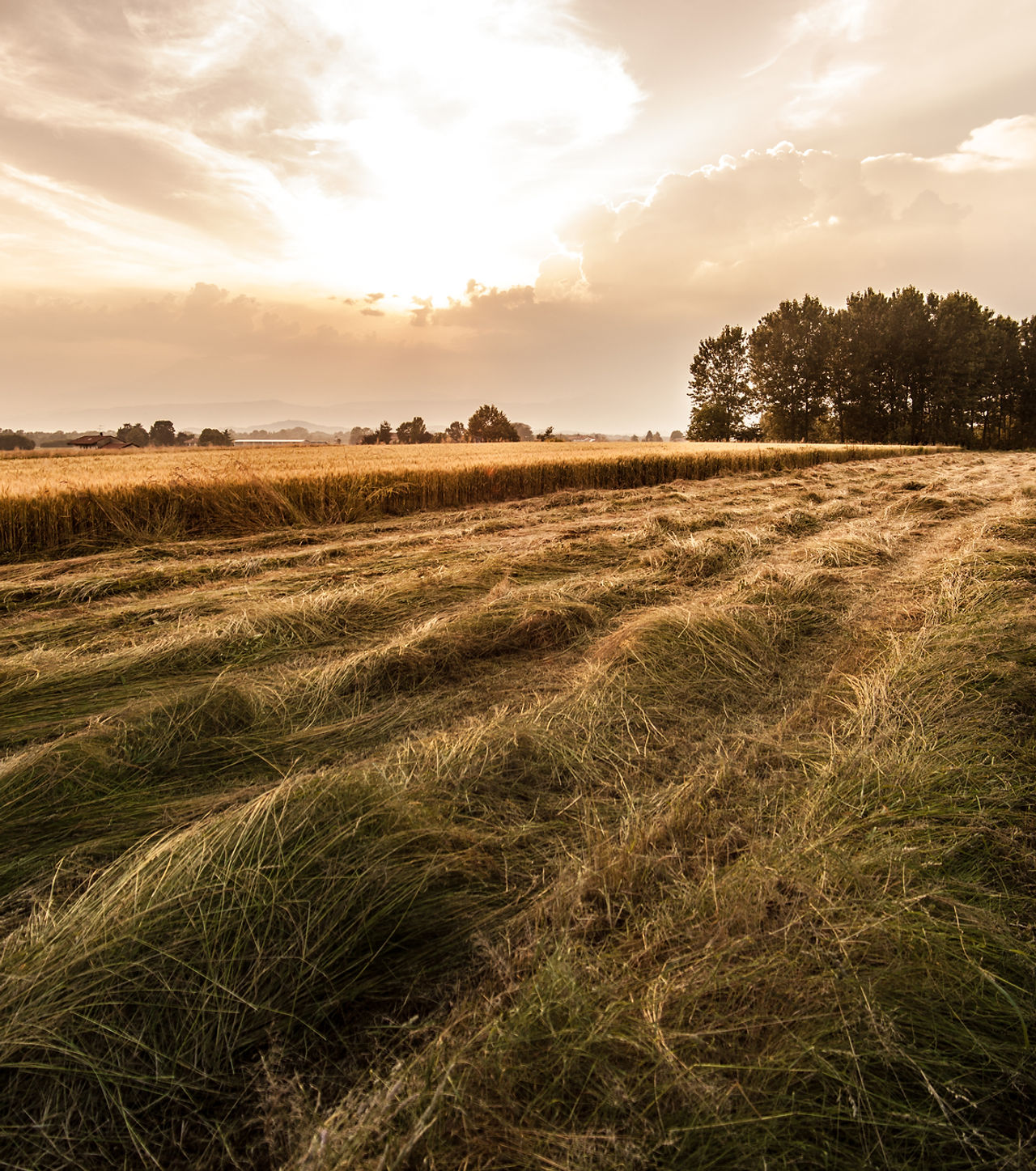 Country Field